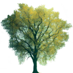 Arbor Jacks Tree Service - Tree 2